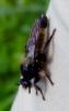 110833 – Photo : Vincent VALLI – France (74)