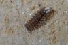 110117 – Photo : Christophe Quintin – France (21)
