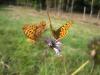 110241 – Photo : Lecomte – France (37)