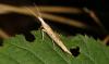110804 – Photo : Michel Ehrhardt – France (68)