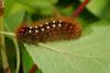 110100 – Photo : Pierre Gros – France (06)