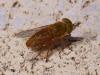 110021 – Photo : Pierre Gros – France (06)