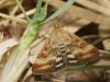 110084 – Photo : Pierre Gros – France (06)