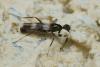 110075 – Photo : Pierre Gros – France (06)