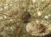 110483 – Photo : Didier Petot – France (94)