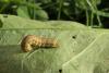 110826 – Photo : Insectesidf – France (61)