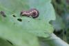 110827 – Photo : Insectesidf – France (61)