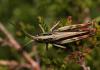 110626 – Photo : Vincent Derreumaux – France (09)