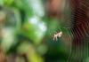 110777 – Photo : patrick derennes – France (44)