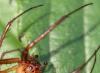 110858 – Photo : patrick derennes – France (44)