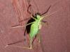 110304 – Photo : Bobabar – France (95)