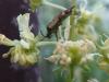 110875 – Photo : Bobabar – France (95)