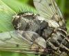 110748 – Photo : Patrick Le Mao – France (22)