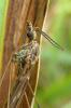 110567 – Photo : Patrick Le Mao – France (35)