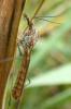 110568 – Photo : Patrick Le Mao – France (35)
