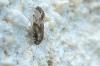 110987 – Photo : Patrick Le Mao – France (35)