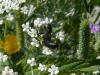 110556 – Photo : Jean-Pierre Montenot – France (05)