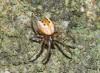 Mangora acalypha