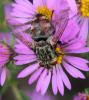 110047 – Photo : Brigitte Ulmer – France (47)