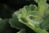 110131 – Photo : Brigitte Ulmer – France (47)