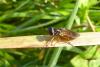 110840 – Photo : Patrick Le Mao – France (35)
