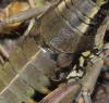 110339 – Photo : Duborget Robin – France (06)