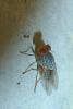110738 – Photo : Patrick Le Mao – France (35)