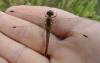 110120 – Photo : Alexandre CORNUEL-WILLERMOZ – France (38)