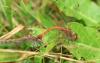 Sympetrum striolatum