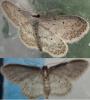 110813 – Photo : Jean Marc MERIGOT – France (27)