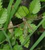 110097 – Photo : Axel Dehalleux – France (78)