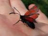 110885 – Photo : Sylvain Fadda – France (07)