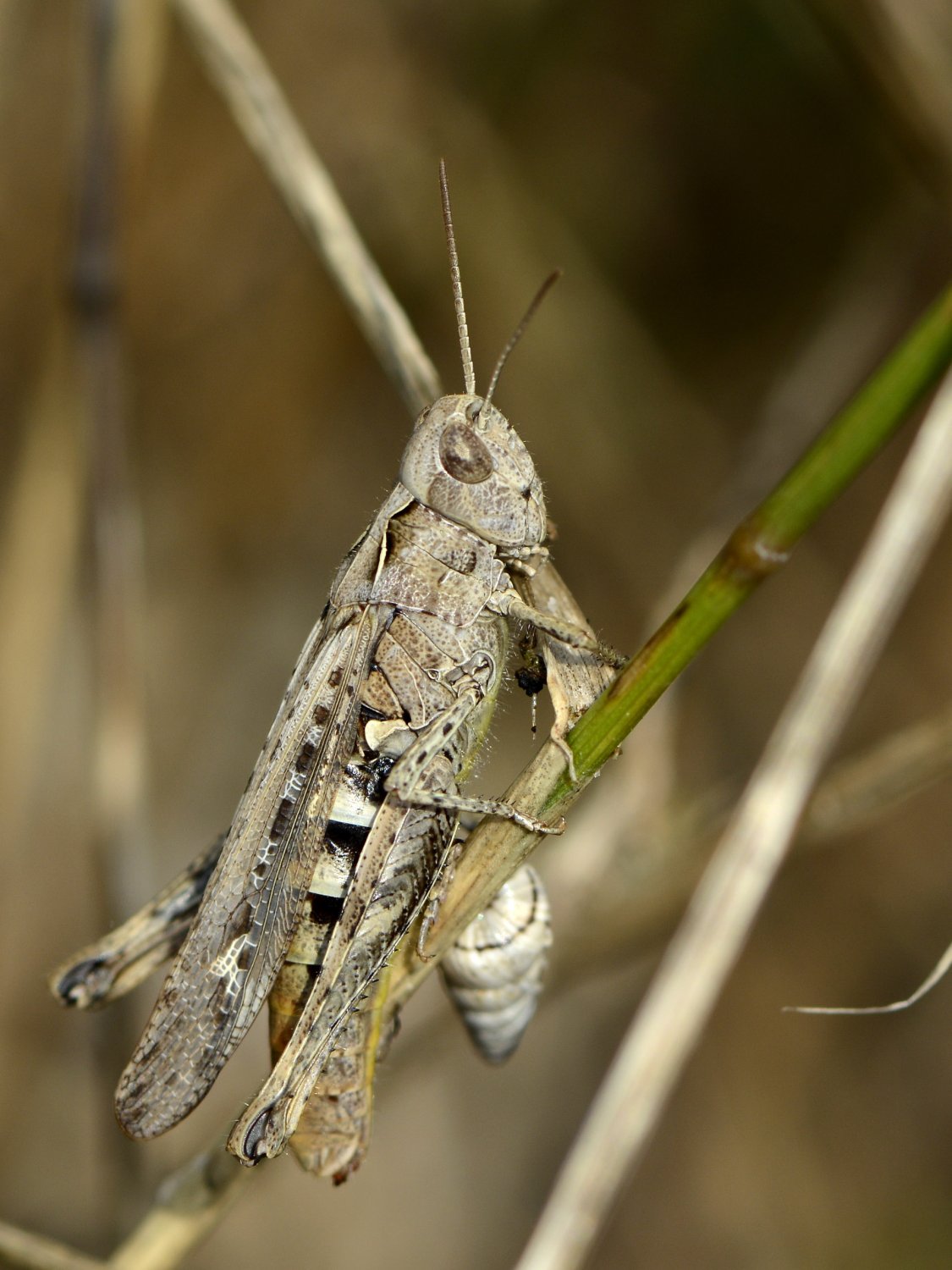 Daniel Verdier - Chorthippus (Glyptobothrus) sp. - réf. 110754 (1125 x 1500 pixels, 190 ko)