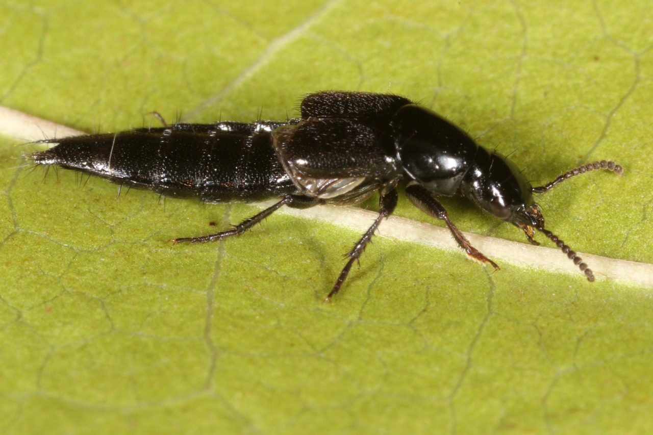 Michel Ehrhardt - Quedius (Raphirus) sp. - réf. 110750 (1280 x 853 pixels, 213 ko)
