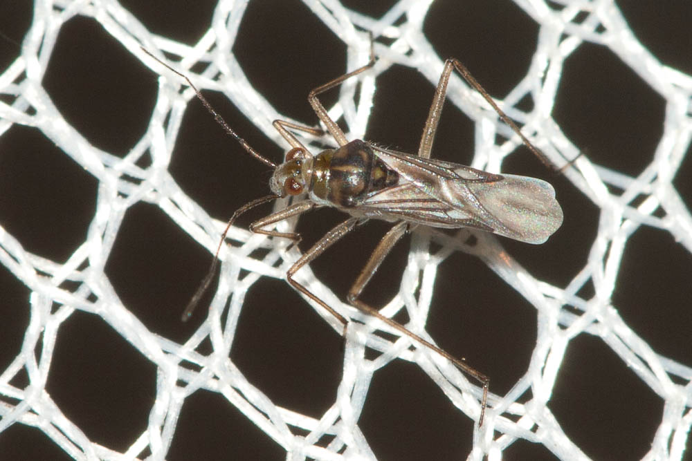 Jean-Laurent HENTZ - Mesovelia sp. - réf. 110461 (1000 x 667 pixels, 139 ko)