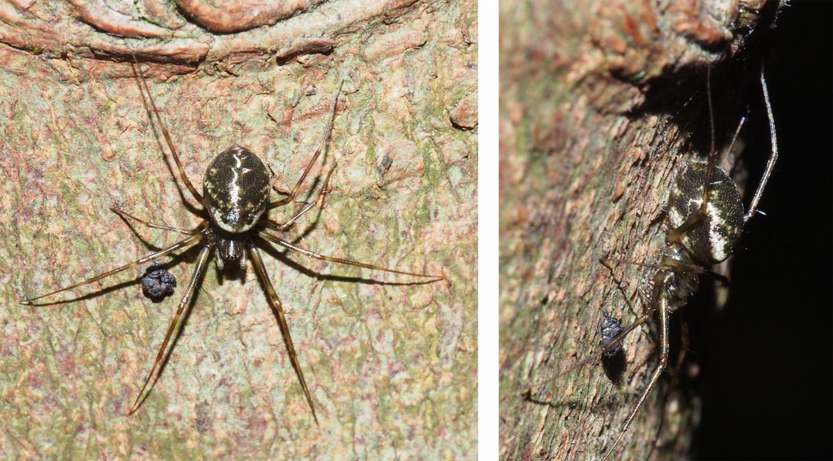 Pierre Venderick - Drapetisca socialis - réf. 110978 (1200 x 665 pixels, 218 ko)