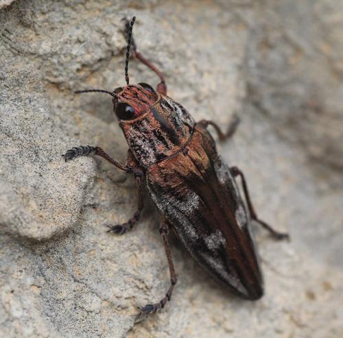 Chalcophora massiliensis