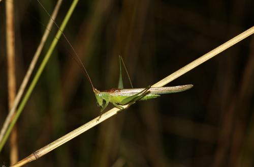 Conocephalus conocephalus