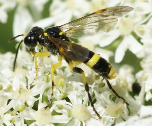 Réf. 111 123 : Zonuledo sp.