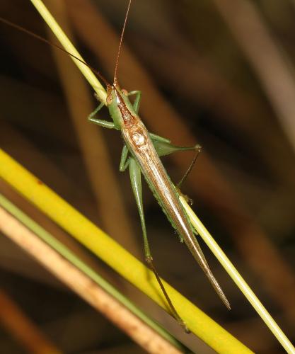 Conocephalus conocephalus