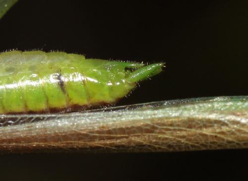 Conocephalus conocephalus