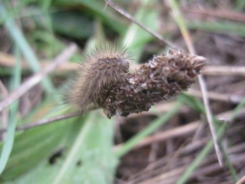 Phragmatobia fuliginosa