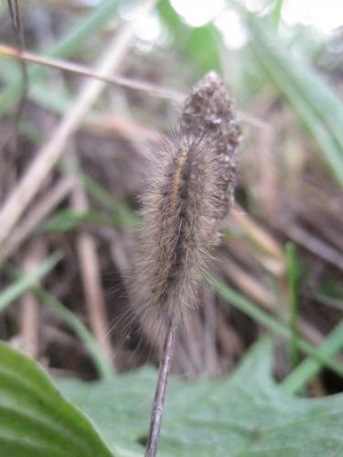 Phragmatobia fuliginosa