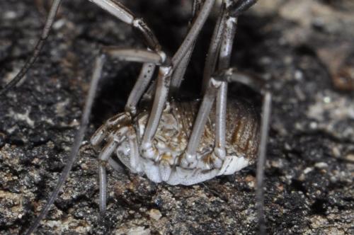 Phalangium opilio
