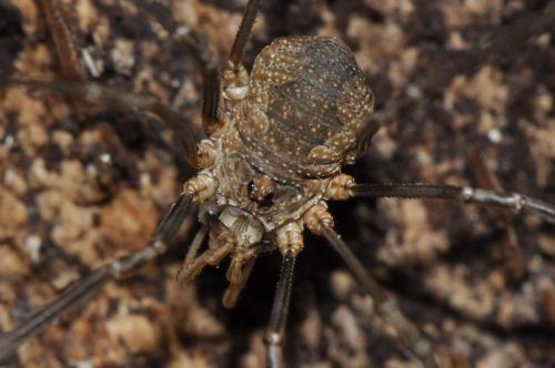 Réf. 111 369 : Phalangium opilio