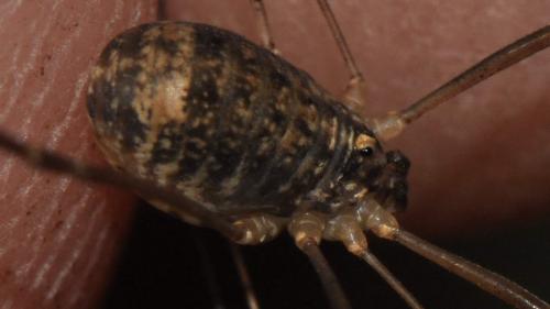 Nelima sp.