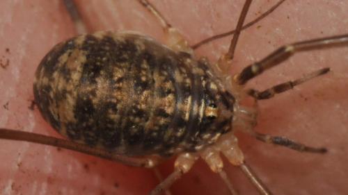 Nelima sp.