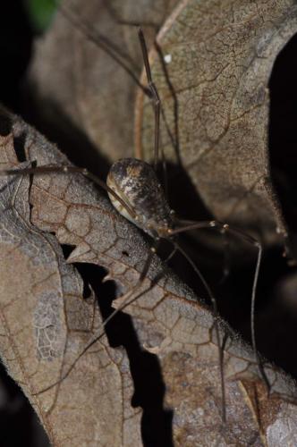 Nelima sp.