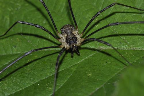 Réf. 111 162 : Mitopus morio