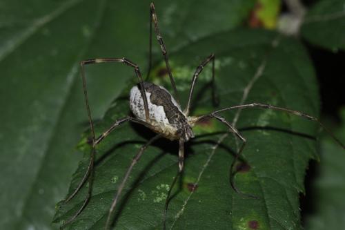 Réf. 111 163 : Mitopus morio
